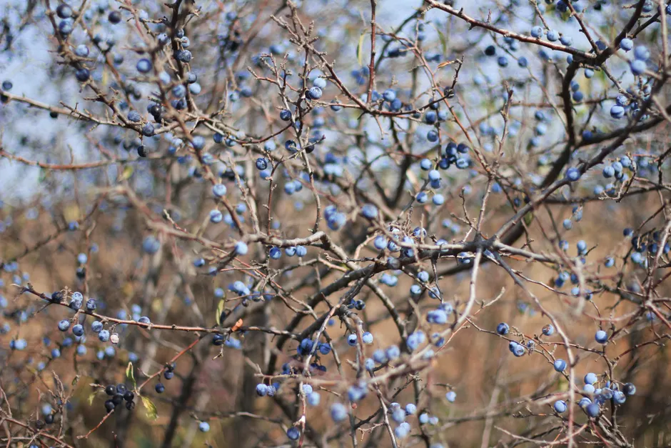 A detailed, close-up view of a leafless shrub bearing blue berries, showcasing natural beauty in early winter.