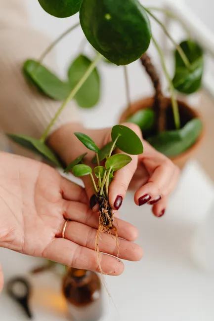 A detailed shot of a person holding a small rooted plant cutting, showcasing manicured nails.