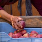 Pommes d'automne : 2 à 4 mois en cave si le tri tient bon A farmer's hand selects ripe red apples from a blue crate during harvest season.