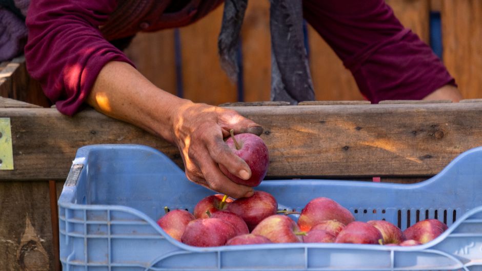 A farmer's hand selects ripe red apples from a blue crate during harvest season.