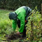 Butter les légumes de mai à juin : hauteur, méthode et pièges A gardener in a raincoat tends to plants in a vegetable garden during light rainfall.