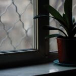 Plantes carnivores en hiver : 5 règles d'entretien, sans piège A green potted plant on a windowsill, captured in minimal soft light indoors.