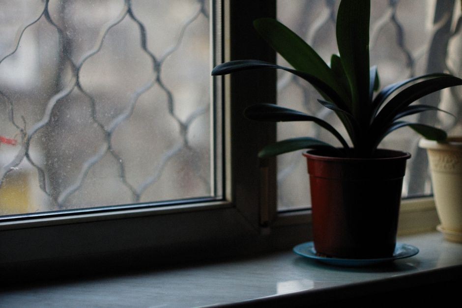 A green potted plant on a windowsill, captured in minimal soft light indoors.