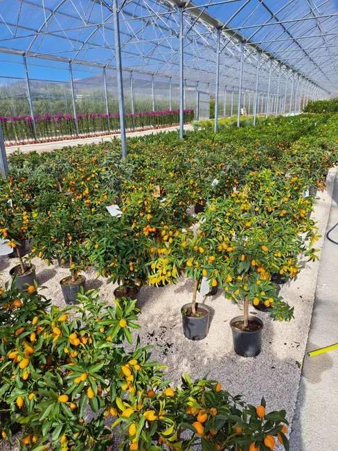 A greenhouse filled with vibrant potted citrus trees in rows, showcasing horticultural abundance.