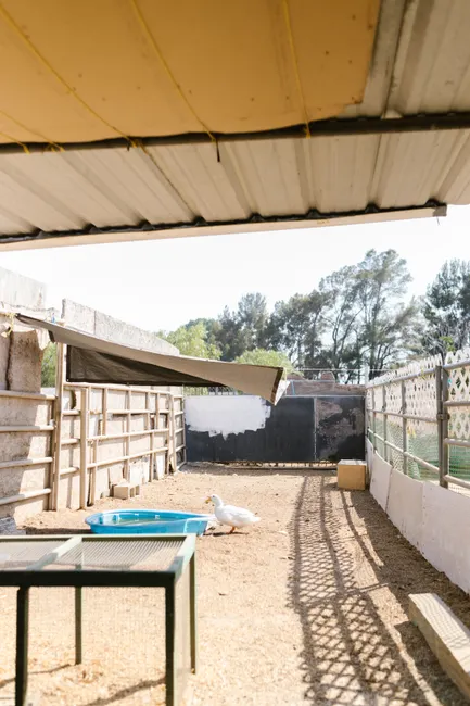 A lone goose rests in a sunny farmyard enclosure with a small blue pool.