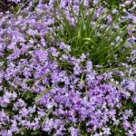 Phlox rampant : 6 plants au m² d'octobre à avril, gare à l'eau A lush carpet of purple phlox flowers in full bloom outdoors, ideal for gardening themes.