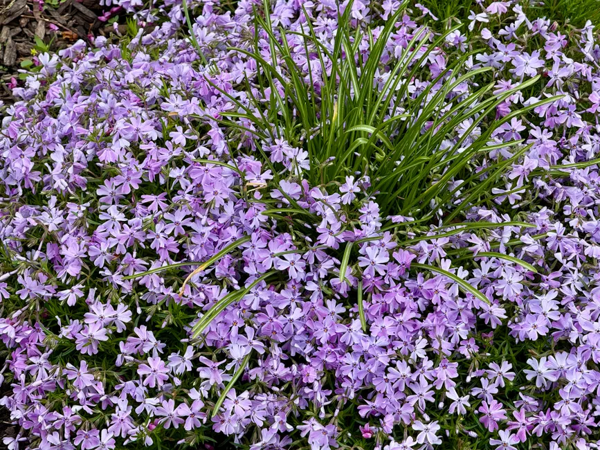 A lush carpet of purple phlox flowers in full bloom outdoors, ideal for gardening themes.