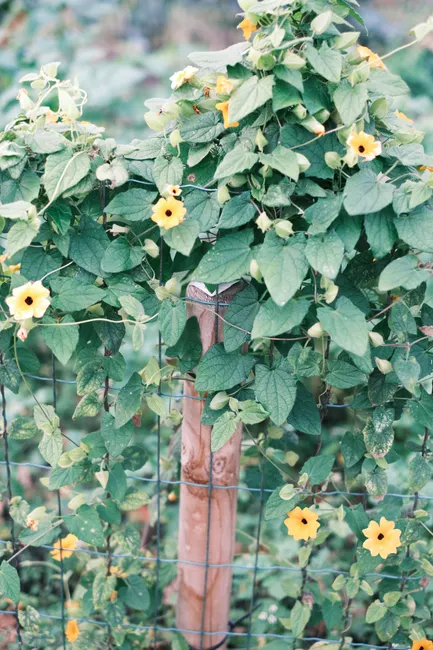 A lush garden scene featuring vibrant yellow flowers climbing a trellis.