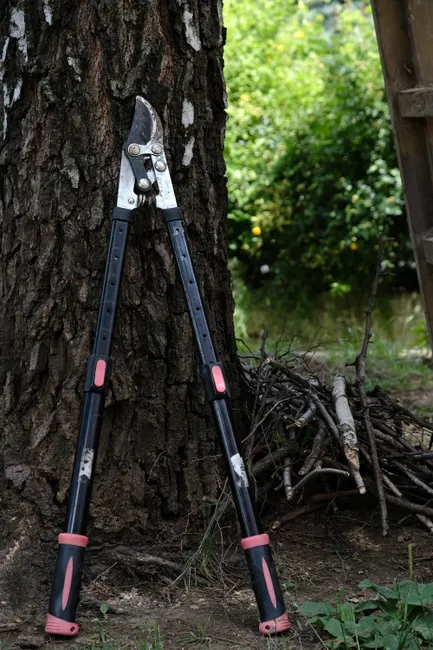 A pair of pruning shears lean against a tree with branches in a garden setting.