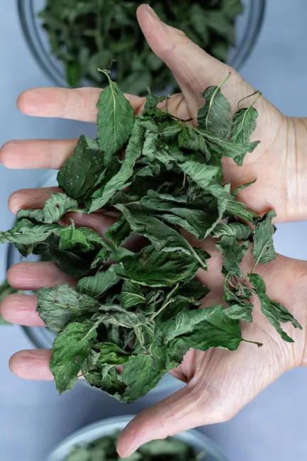 A person holding freshly harvested mint leaves, showcasing vibrant green hues.