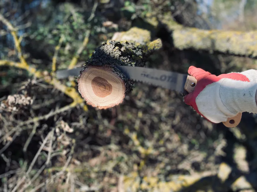 A person wearing gloves cuts a tree branch with a pruning saw outdoors.