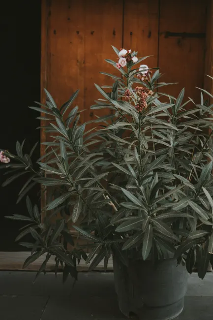 A potted oleander plant with green leaves and pink flowers against a wooden wall.