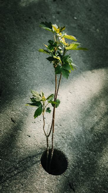 A resilient plant sprouting through a hole in a concrete surface, symbolizing perseverance.