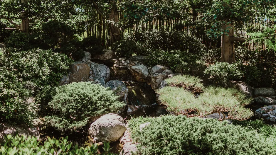 A serene Japanese garden with lush greenery and a small waterfall in San Diego.