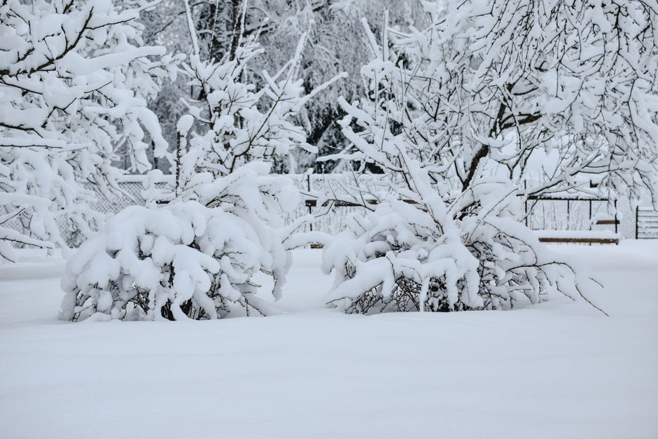 A serene winter landscape in Estonia with snow-laden trees and shrubs.