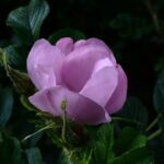 Rosier rugueux : planter en automne et contenir les rejets A stunning close-up shot of a pink Rosa rugosa bloom against lush green foliage.