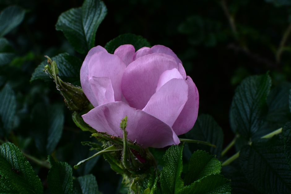 A stunning close-up shot of a pink Rosa rugosa bloom against lush green foliage.