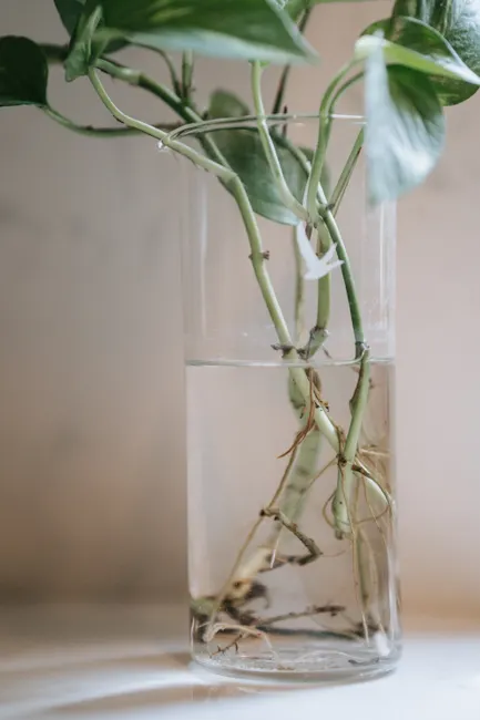 A vertical close-up shot of plant roots in a clear glass vase filled with water.