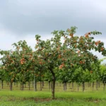 Moniliose de l'abricotier : fleurs sèches, fruits pourris, le piège météo A vibrant apricot tree laden with fruit in a vineyard, summer in Krems, Austria.