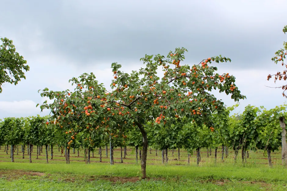 A vibrant apricot tree laden with fruit in a vineyard, summer in Krems, Austria.