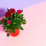 Bouturer un rosier de fin août à novembre : 7 gestes, pas de potion magique A vibrant display of red roses in a pot against a pastel background, ideal for floral themes.