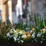 Pensée des jardins : semer en juillet, fleurir jusqu'en juin A vibrant display of spring flowers in a planter in a German city center.