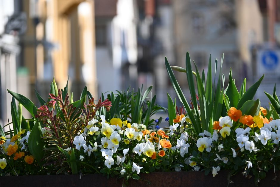 A vibrant display of spring flowers in a planter in a German city center.