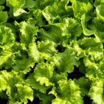 Batavia au potager : semis de janvier à septembre, récolte dès 5 semaines A vibrant patch of crisp green lettuce growing outdoors in a lush spring garden.