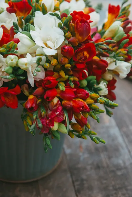 A vivid and colorful arrangement of freesia flowers in a classic flower pot, perfect for decoration.