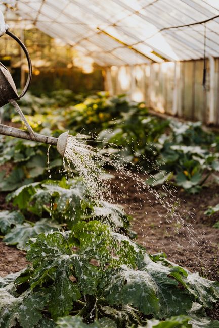 A watering can sprays water over lush green plants in a sunlit greenhouse setting.