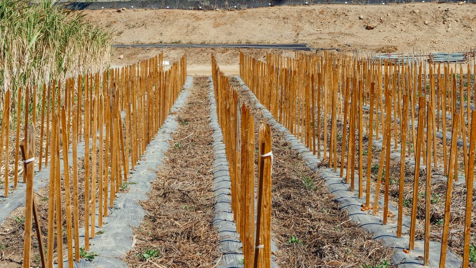 A well-organized garden plot with wooden stakes in rows for crop or plant support.