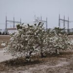 Chèvrefeuille d’hiver : 2 à 3 m et des fleurs de décembre à mars, mais le gel veille A white flowering shrub in front of industrial structures in a barren landscape.