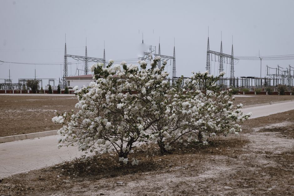 A white flowering shrub in front of industrial structures in a barren landscape.