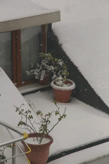 A wintery scene of a balcony covered in snow with terracotta potted plants.
