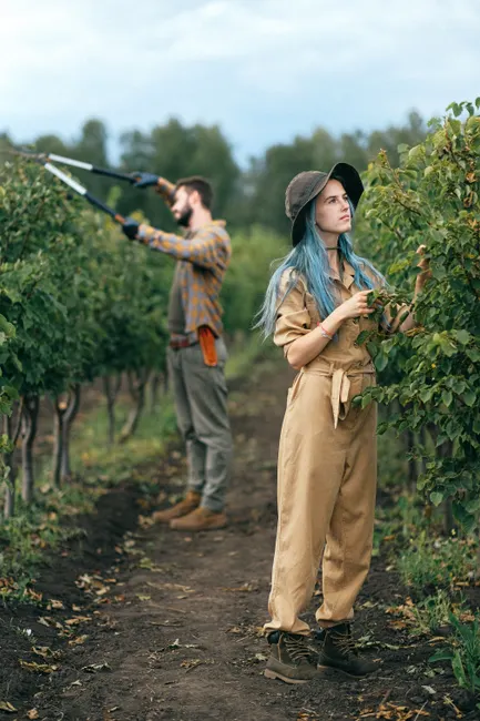 A young couple working in a lush vineyard, pruning vines under a cloudy sky.