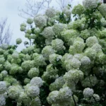 Viorne d'hiver : 2 à 3 m de fleurs parfumées jusqu'en mars Abundant white Snowball Viburnum flowers bloom in a vibrant outdoor setting.