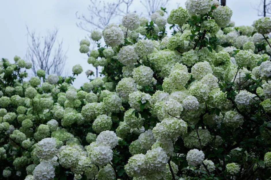 Abundant white Snowball Viburnum flowers bloom in a vibrant outdoor setting.