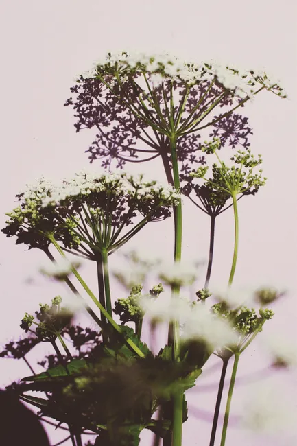 Artistic close-up of chervil plant with delicate flowers and soft shadows.