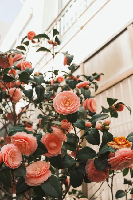 Beautiful camellias blooming against a city backdrop, embodying the essence of urban nature in spring.
