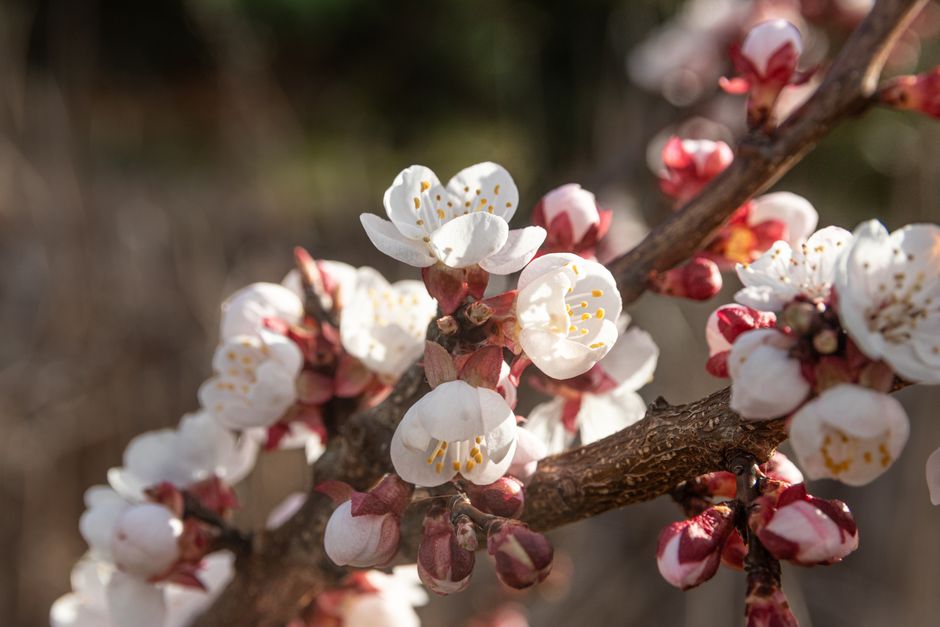 Beautiful close-up of apricot tree blossoms in full bloom during springtime.