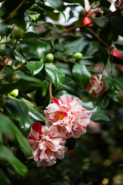 Beautiful close-up of pink camellia flowers and lush green leaves in a spring garden setting.