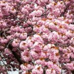 Pommier d'ornement : fleurs en avril, fruits parfois en hiver Beautiful full bloom pink cherry blossom trees, a classic symbol of springtime.