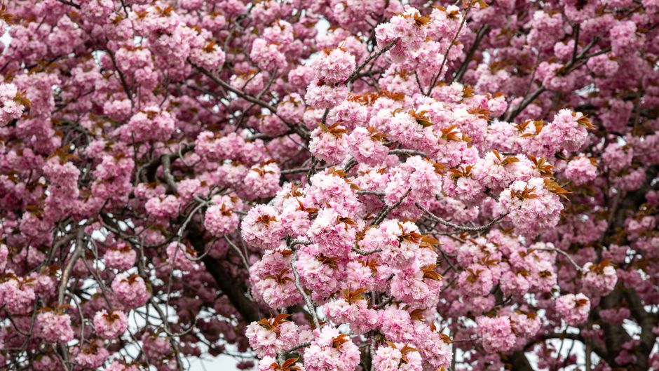 Beautiful full bloom pink cherry blossom trees, a classic symbol of springtime.