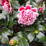Camélia : planter en automne, fleurir jusqu'au printemps, le calcaire veille Beautiful pink Camellia Japonica flowers in a garden setting.