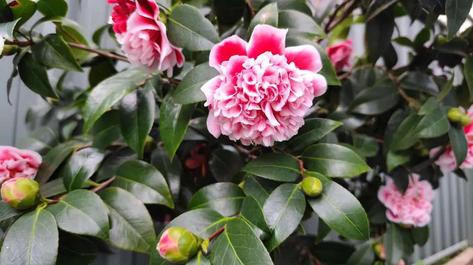 Beautiful pink Camellia Japonica flowers in a garden setting.