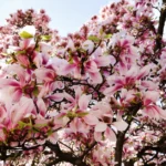 Planter un magnolia : de septembre à avril, le sol tranche Beautiful pink magnolia flowers blooming on tree branches during spring.