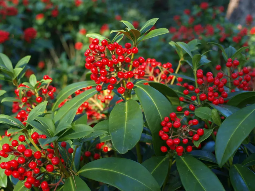 Beautiful Skimmia Japonica with bright red berries in a garden setting in Bremen, Germany.