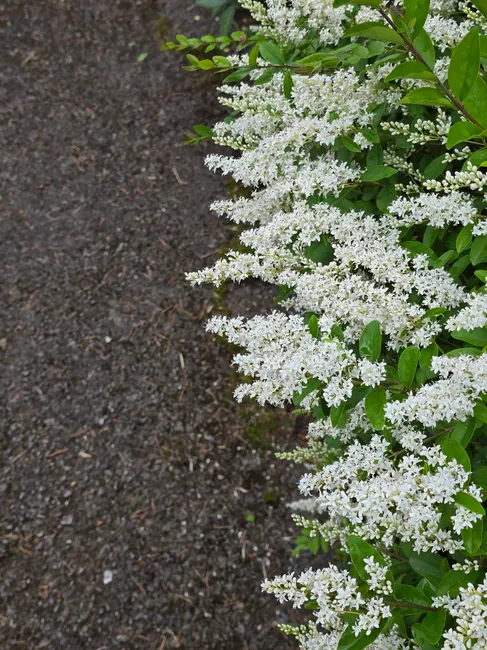 Beautiful white flowers blooming along a gravel path with lush green leaves, outdoor setting.