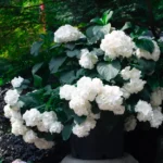 Beautiful white hydrangeas in full bloom with lush green leaves in an outdoor garden.