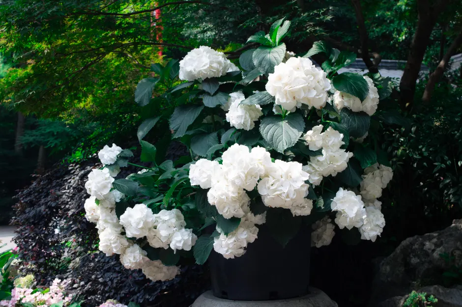 Beautiful white hydrangeas in full bloom with lush green leaves in an outdoor garden.